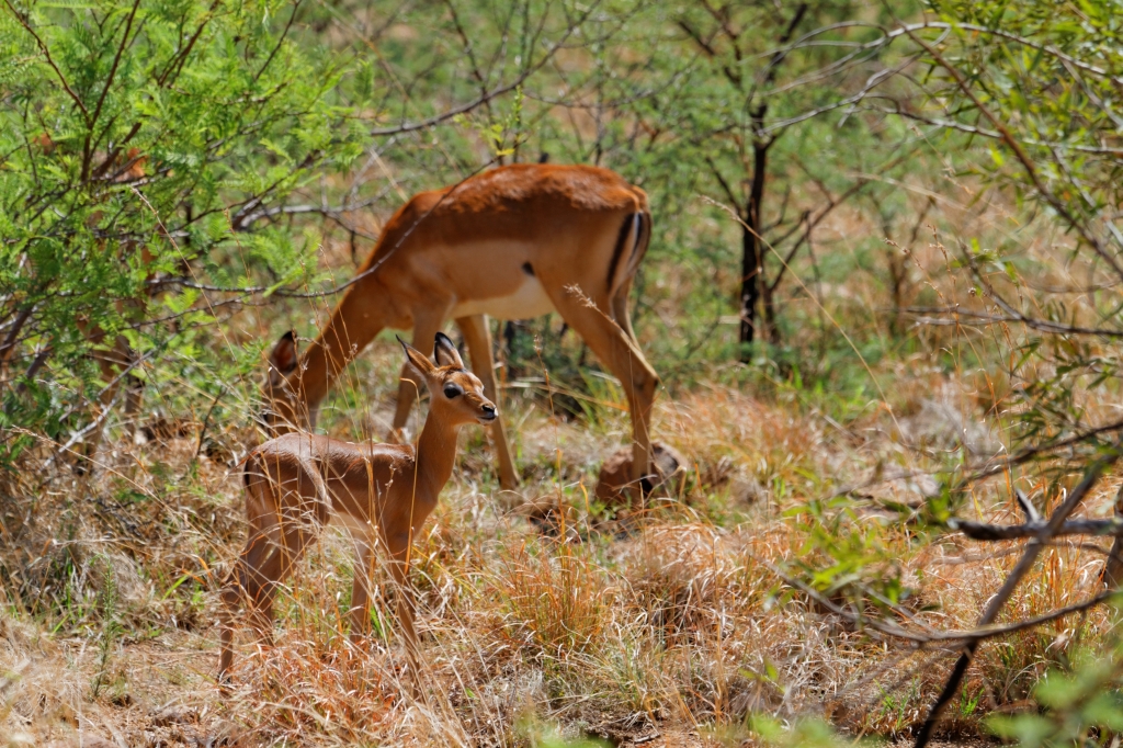 11 - Pilanesberg NP (2).jpg